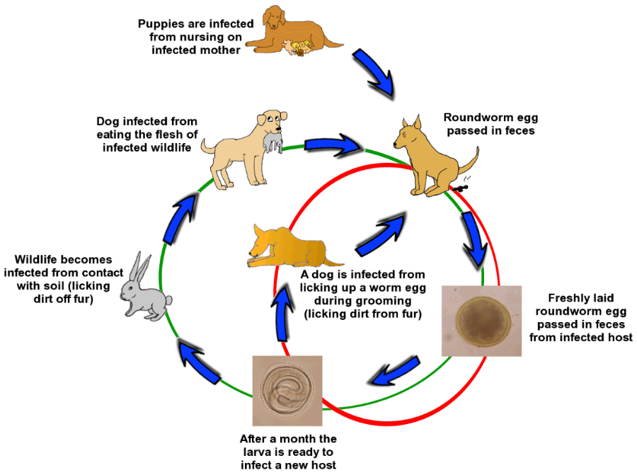 Cure for shop roundworms in dogs